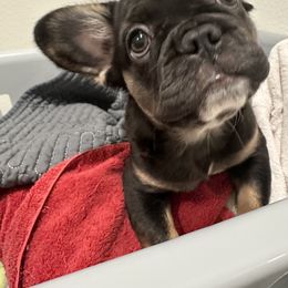 French Bulldog Puppies from Chanel & Co Frenchies