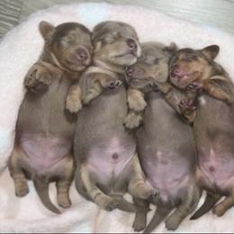 Dachshund Puppies from Our Sweet Dachshund Farm