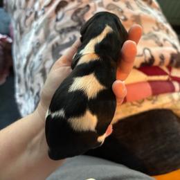 Sweetpea - Piebald female Dachshund puppy in Jacksonville, North Carolina from Lizzie’s Doxies
