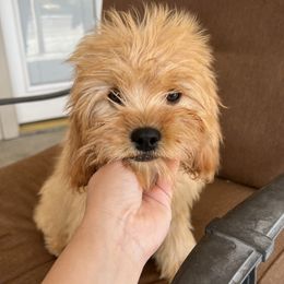 Cali - Cavapoo