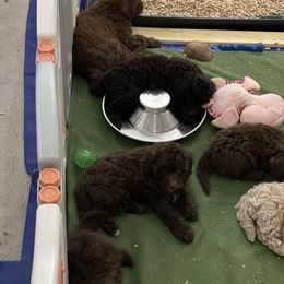 Cockapoo Puppies from Raisingcockapoos