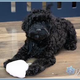 Pilgram - Black male Cockapoo puppy in Connersville, Indiana from Deaz Doodle Ranch