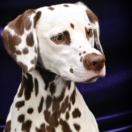 Dalmatian All Grown Up from Prestige Dalmatians