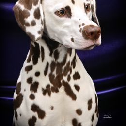 Dalmatian All Grown Up from Prestige Dalmatians