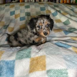 Jazmine - Dapple female Dachshund puppy in Henrico, Virginia from Darling Doxies