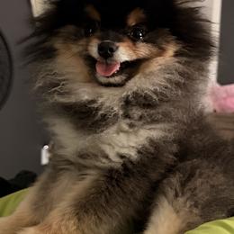 Pomeranian All Grown Up from Polina's Poms