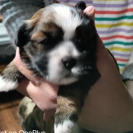 Shih Tzu Puppies from Starrynight Shih Tzu