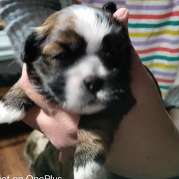Shih Tzu Puppies from Starrynight Shih Tzu