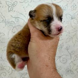 Red Girl 2 - Red female Pembroke Welsh Corgi puppy in Rochester, Indiana from Stacy’s Pembroke Welsh Corgis