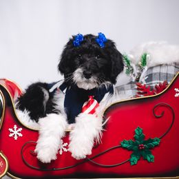 Bordoodle Puppies from 2J 2K Bordoodles LLC