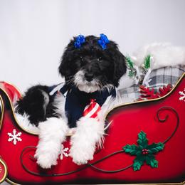 Bordoodle Puppies from 2J 2K Bordoodles LLC