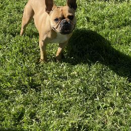 Boston Terrier and French Bulldog Puppies from High Plains Bullies
