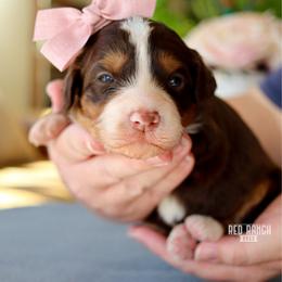Bonbon - Brown and white female Bernedoodle puppy in Salado, Texas from Red Ranch Dogs