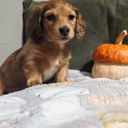 Cartier - Dapple female Dachshund puppy in Bunch, Oklahoma from Julie’s Jewels Puppies