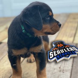 Rottweilers from Seau Leau Kennels