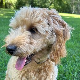 Cavapoos, Cockapoos, and Goldendoodles from Lake Michigan Couture Cavapoos & Cockapoos