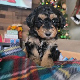 Martha May - Tri-color female Bernedoodle puppy in Blackfoot, Idaho from Draper Mountain Doodles