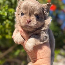 Zade - Blue and white male Chihuahua puppy in Newport Beach, California from Exotic City Pomeranians and chihuahuas