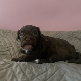 Molly - Chocolate female Havanese puppy in Portage, Indiana from Happiness in Havanese