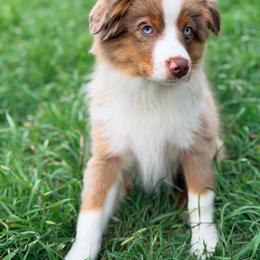 Ivy - Red merle female Miniature American Shepherd puppy in Robinson, Texas from Stellar Miniature American Shepherds