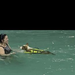 Border Collie Puppies from Breese Border Collies