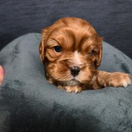 Ruby Male 1 - Ruby male Cavalier King Charles Spaniel puppy in Moriarty, New Mexico from Cedar Mountain Hounds