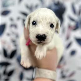 Pink - White and black female Dalmatian puppy in Gray, Georgia from Fuller Spots