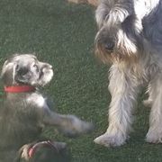 Standard Schnauzers from Kidson Schnauzers