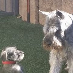 Standard Schnauzers from Kidson Schnauzers