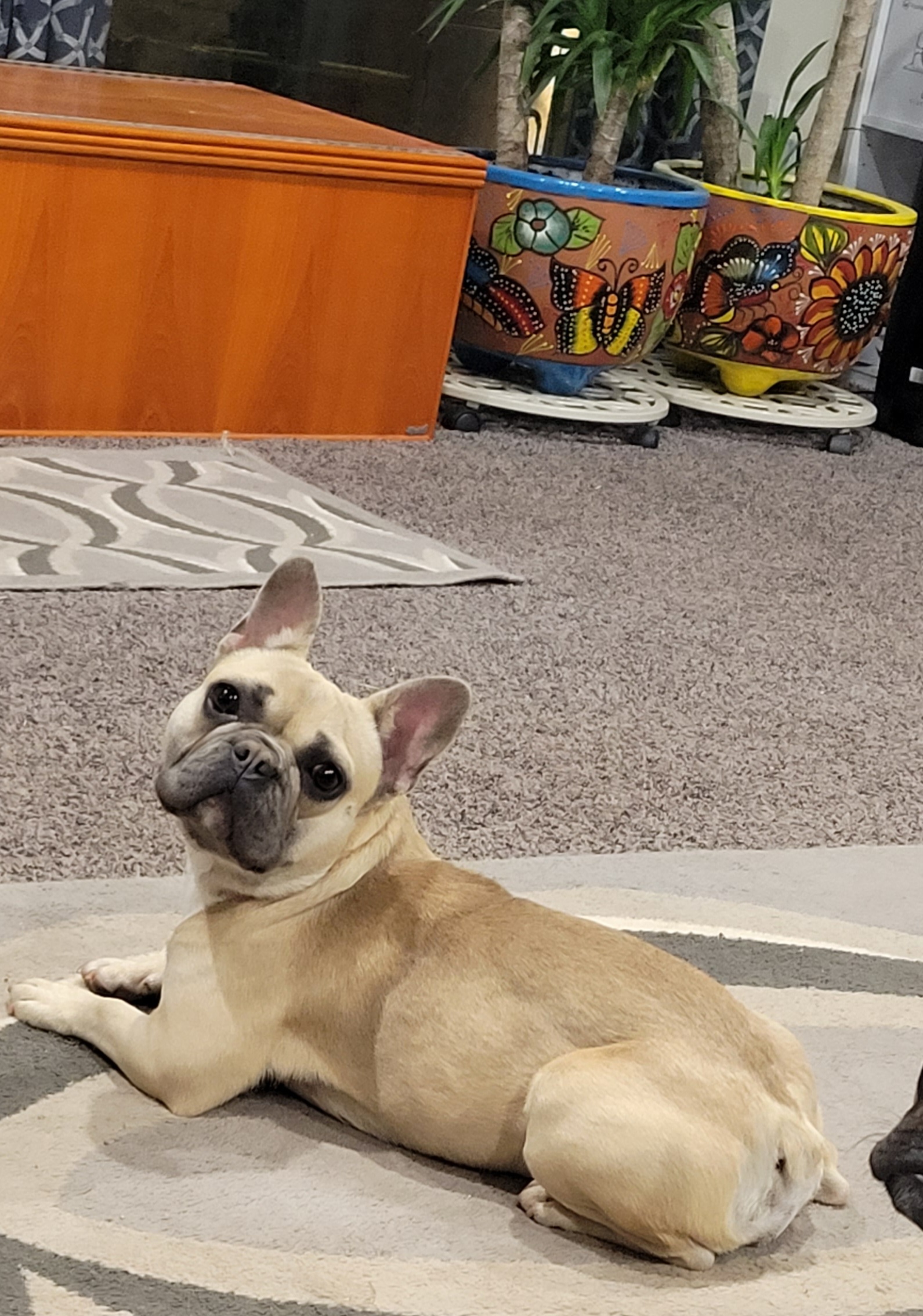 Serenity - French Bulldog