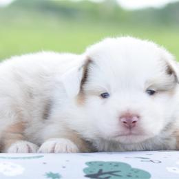 Final Say - Red merle male Toy Australian Shepherd puppy in Chickasha, Oklahoma from Rustic Lace