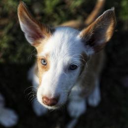 Ibizan Hound Puppies from Altamira Wire Ibizan Hounds