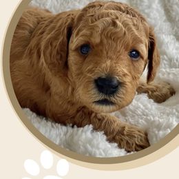 Goldendoodles from WW Golden Doodles