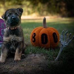 Pink - Sable female German Shepherd puppy in Hammond, Louisiana from Von LaMarca German Shepherds