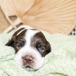 Cooper - Brown and white male Cockapoo puppy in Rattan, Oklahoma from Double M Cocker Spaniels