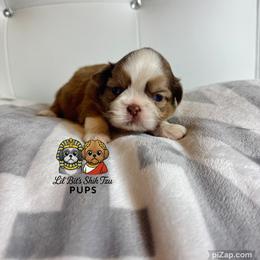 Nolen - Lilac male Shih Tzu puppy in Walkertown, North Carolina from Lil’ Bit’s Shih Tzu