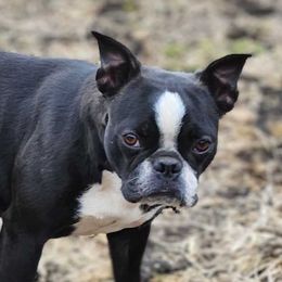 Bootsie - Boston Terrier