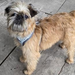 Missy - Brussels Griffon