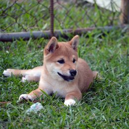 Boy 2 - Red male Shiba Inu puppy in Tuscaloosa, Alabama from Rita and Daniel Montgomery - Cedarwood Siberians and Shibas