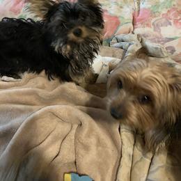 "Daisy and TinkerBelle " Yorkshire Terrier Puppies from Coursey’s Yorkies