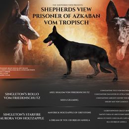 Sirius - German Shepherd