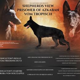 Sirius - German Shepherd