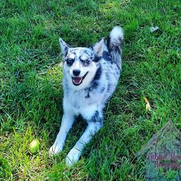 Astrid - Pomsky