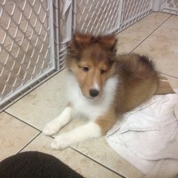 Shetland Sheepdog Puppies from Vickey Willard