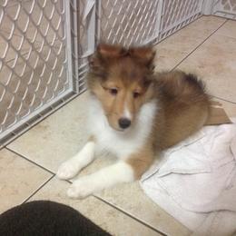 Shetland Sheepdog Puppies from Vickey Willard