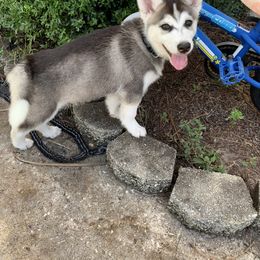 Siberian Husky Puppies from Hargaden Huskies