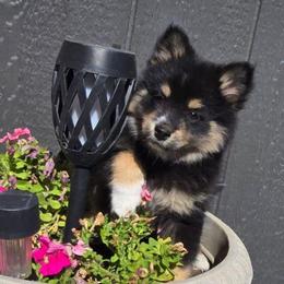 Jasmine - Tri-color female Pomsky puppy in Elgin, Oregon from Kenna'z Kuddly Pomskiez