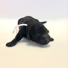 Vixen - Black female Goldendoodle puppy in Pulaski, Tennessee from Doodle My Heart