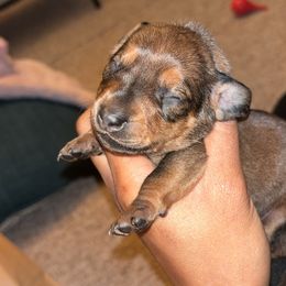 Milos - Wild boar Dachshund puppy in Watertown, Massachusetts from Jae’s Puppy House