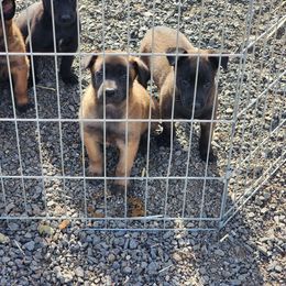Belgian Malinois Puppies from Keith's Belgian Malinois